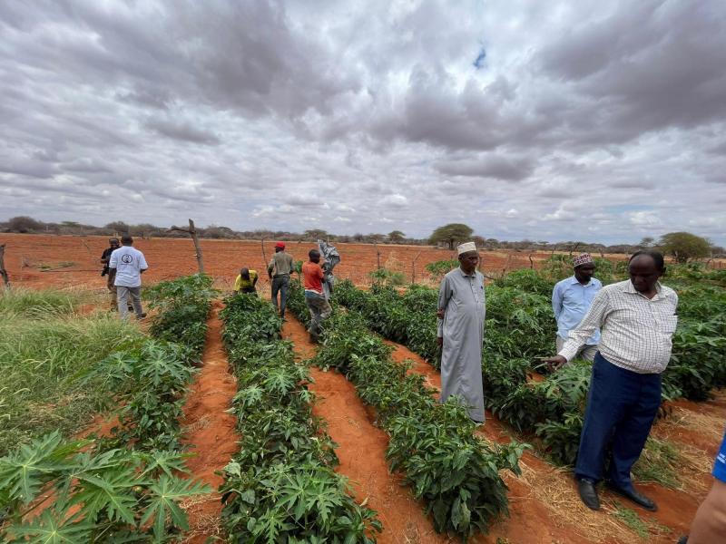 A view of the Sundus farm. Photo: WFP/Zaid Abbasi
